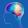 brain