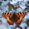 butterfly