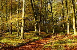 The Sabbath and its Meaning